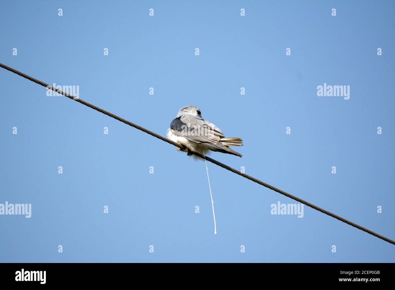 black shouldered kite, shikra, falcon, eagle, osprey , kestrel and other birds of prey in Pakistan Stock Photo