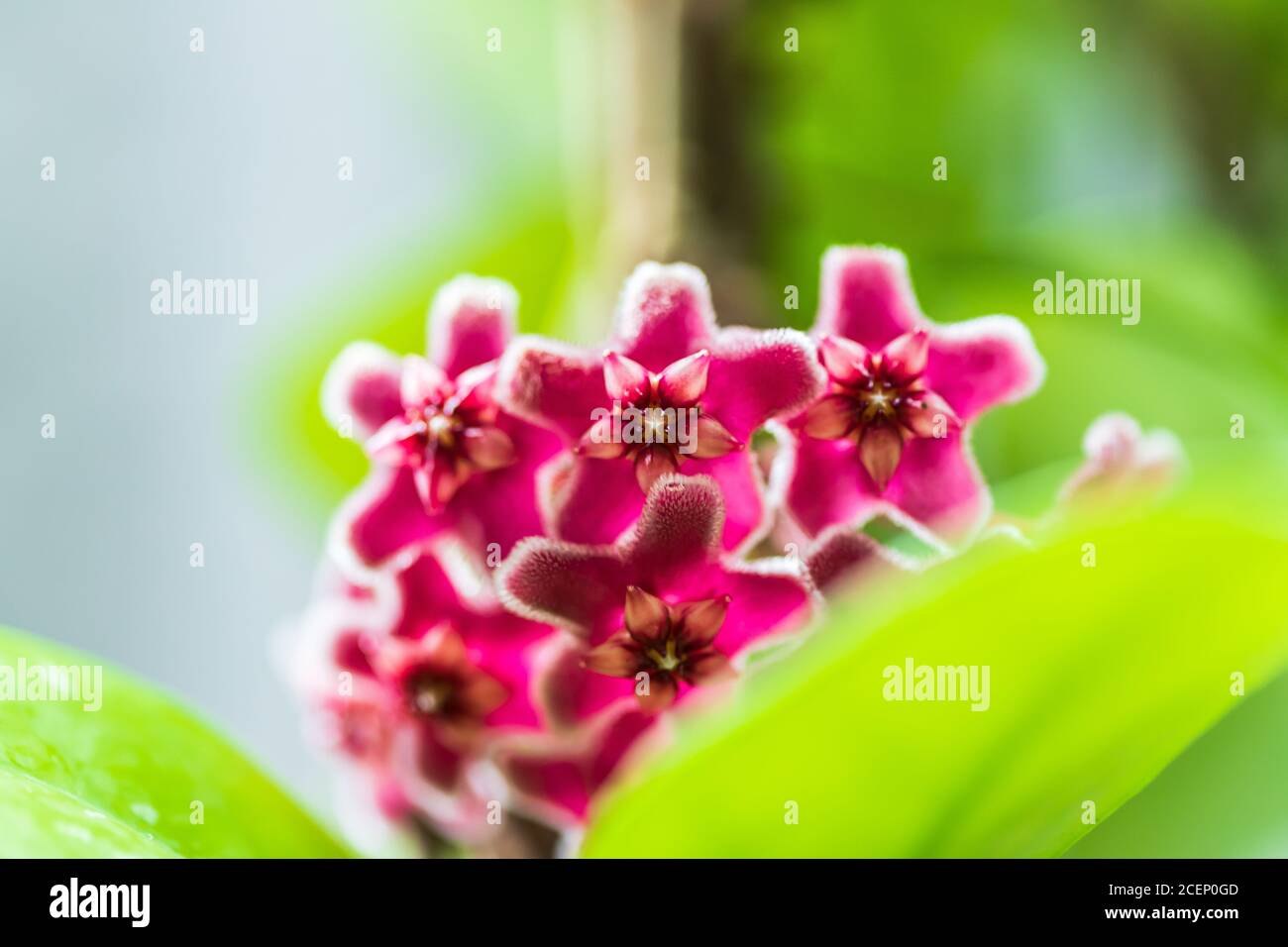 Close up of star shaped red and pink flowers of Hoya carnosa or porcelain flower or wax plant. Stock Photo