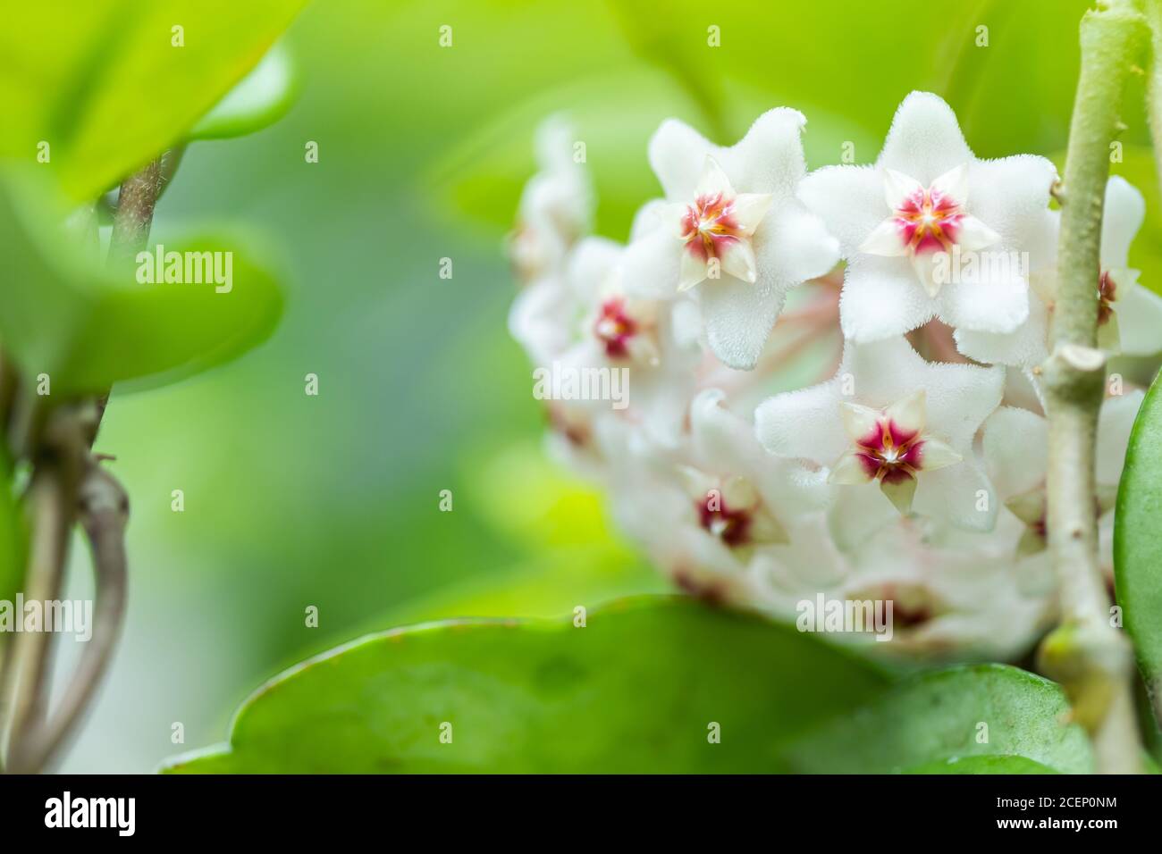 Close up of star shaped white and pink flowers of Hoya carnosa or porcelain flower or wax plant. Stock Photo