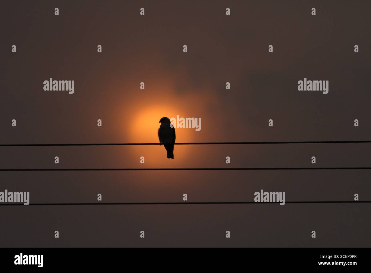 black shouldered kite, shikra, falcon, eagle, osprey , kestrel and