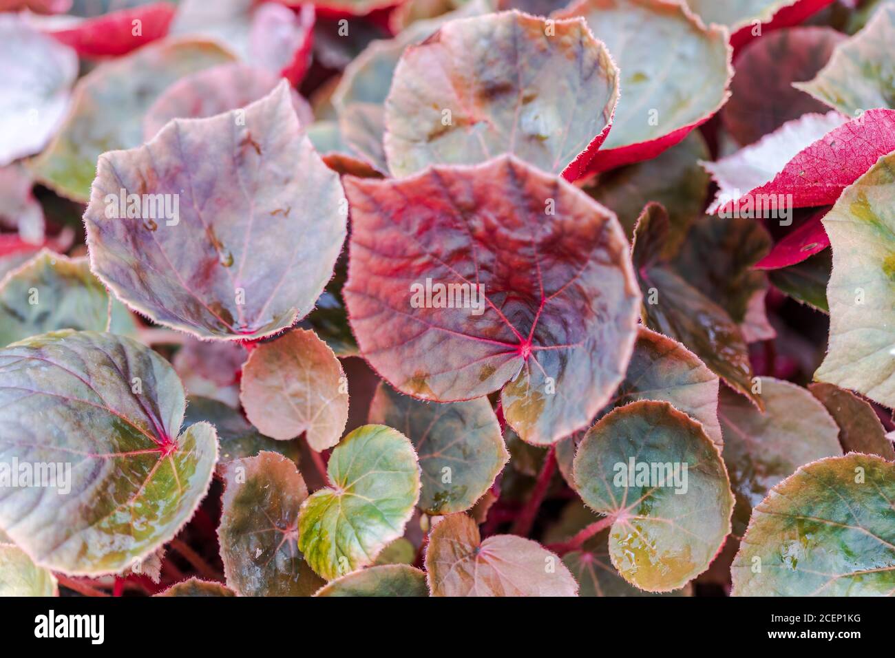 Begonia or wax begonia and clubed begonia Green and red leaf background beautiful and Useful decorative ornamental plants Stock Photo