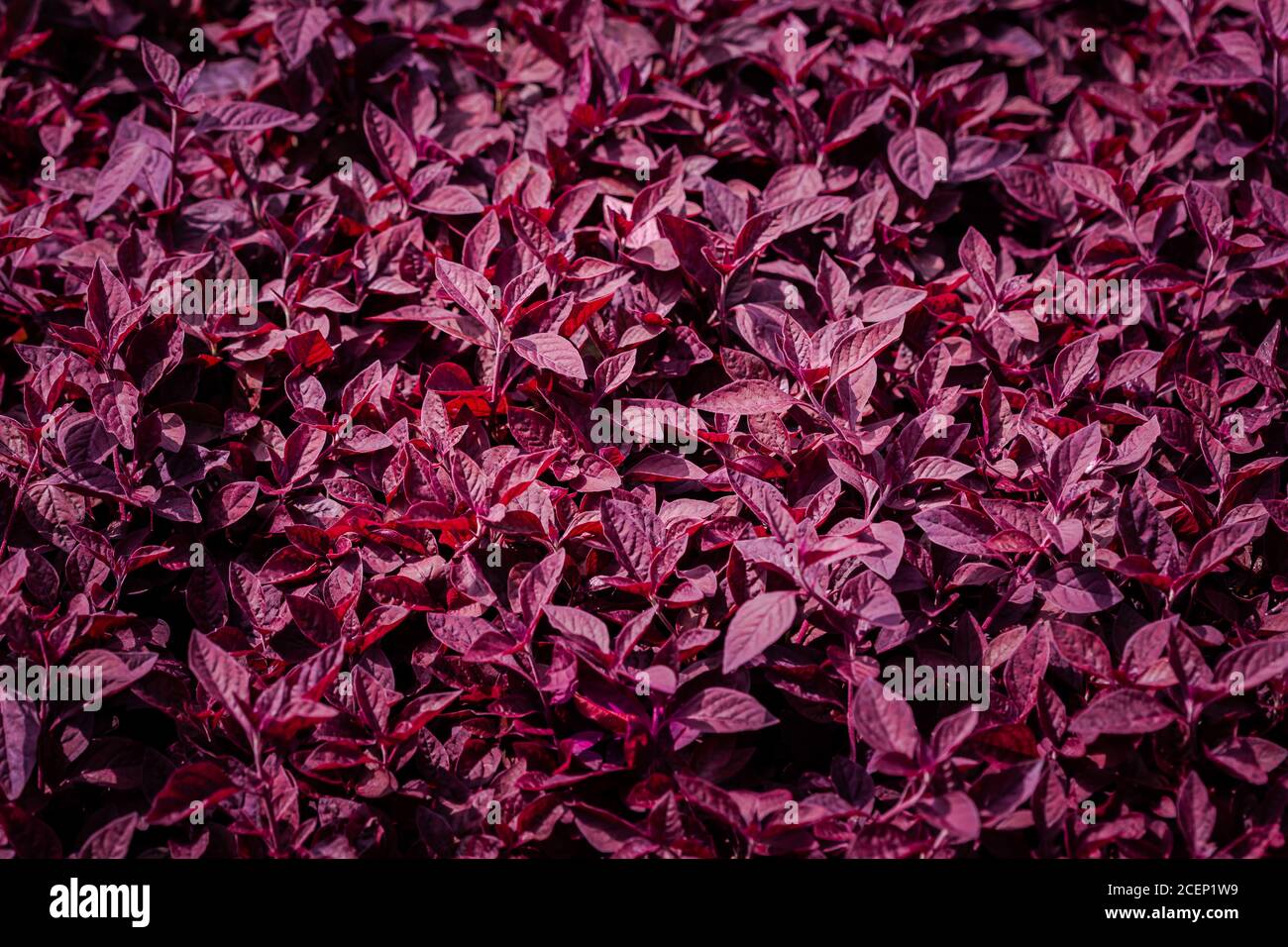 Aerva sanguinolenta (L.) Blume or Amaranthaceae, red leaf background beautiful in the garden and Useful decorative ornamental plants Stock Photo