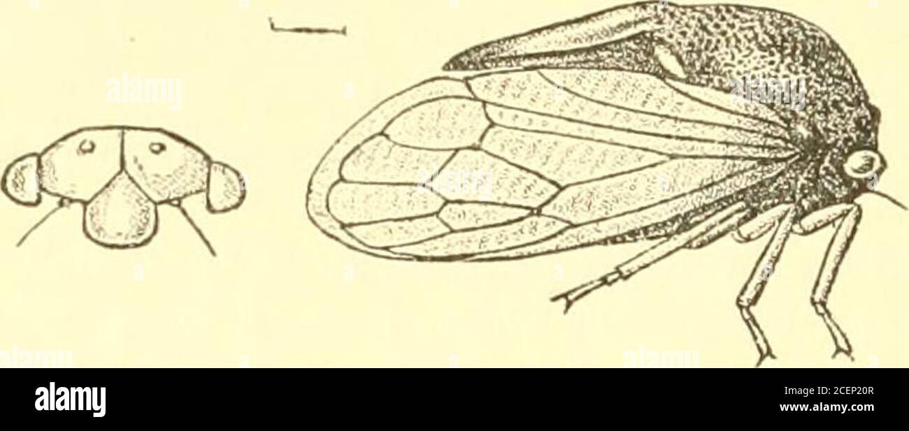 . Rhynchota ... a {Coll. Dist.). Tenasserim ;Myitta {Doherty). Ceylon ; Balongoda {BucJdon Coll.) ; Colombo,Peradeniya {Green); Nalanda, Kekirawa, Puttalam {3Ius. Hon-(jrois). I have compared Bucktons type with a cotype of Melicharsvariegata kindly forwarded to me for that purpose by Dr. Horvath. 2204. Gargara flavolineata, sp. n. Head and pronotum black, finely palely pilose, central area toposterior process, and sometimes the central carinate line topronotum, ferruginous-brown; body beneath and femora black,apices of femora and tibiae and the tarsi dark ochraceous; teg-mina subhyaline, the b Stock Photo