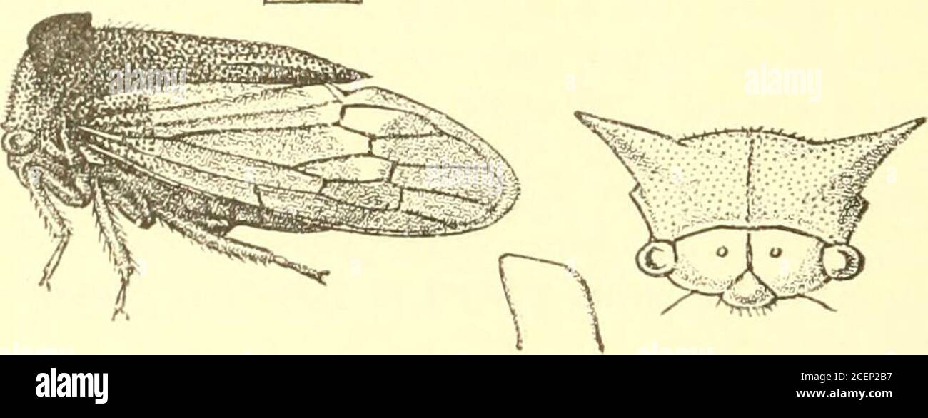 . Rhynchota ... d tegmina. 2188. Triceiitrus albomaculatus, sp. n. Head and pronotnm black, finely ])ilose ; sternnm black, ab-domen beneath and legs piceous ; tegmina dull bronzy, subhyaline,base black, followed by a large creamy-white spot; pronotumvery finely punctate, the punctures almost hidden by the pilosesurface; lateral pronotal processes as seen from above short,broad, apically recurved, apices subacute, anterior margins rounded,longitudinally carinate behind middle, as viewed in front muchmore slender and obliquely npcurved ; posterior process robust,gradually narrowing to apex, whi Stock Photo