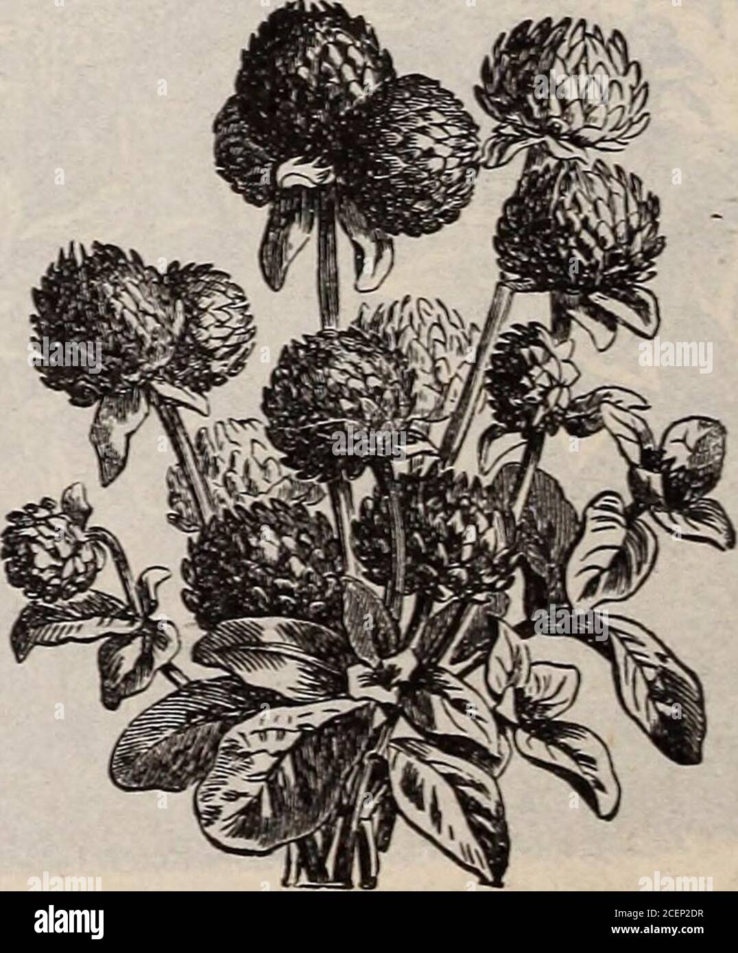 . Catalogue of seeds, agricultural & horticultural supplies and guide for the garden, field & farm. Helichrysum, Var. Globe Amaranthus. The Rose. Its cultivation, varieties, etc. (Ellwanger.) Mailed free, $1.35. Descriptive Catalogue of Seeds. 75 Height Price in feet, per pkt. Globe Amaranthus, hha. Purple 1 5c White 1 5c Fine mixed, (see cut) 1 5c Gomphrenaglobosa, also called English Clover. If cut at the proper time will last for years. Gnaphalium Leontopodium. White i 15c The true Alpine Edelweiss, so eagerly sought for and so highly prized. Helichrysum. (See cut.) Dwarf, double mixed 1 10 Stock Photo