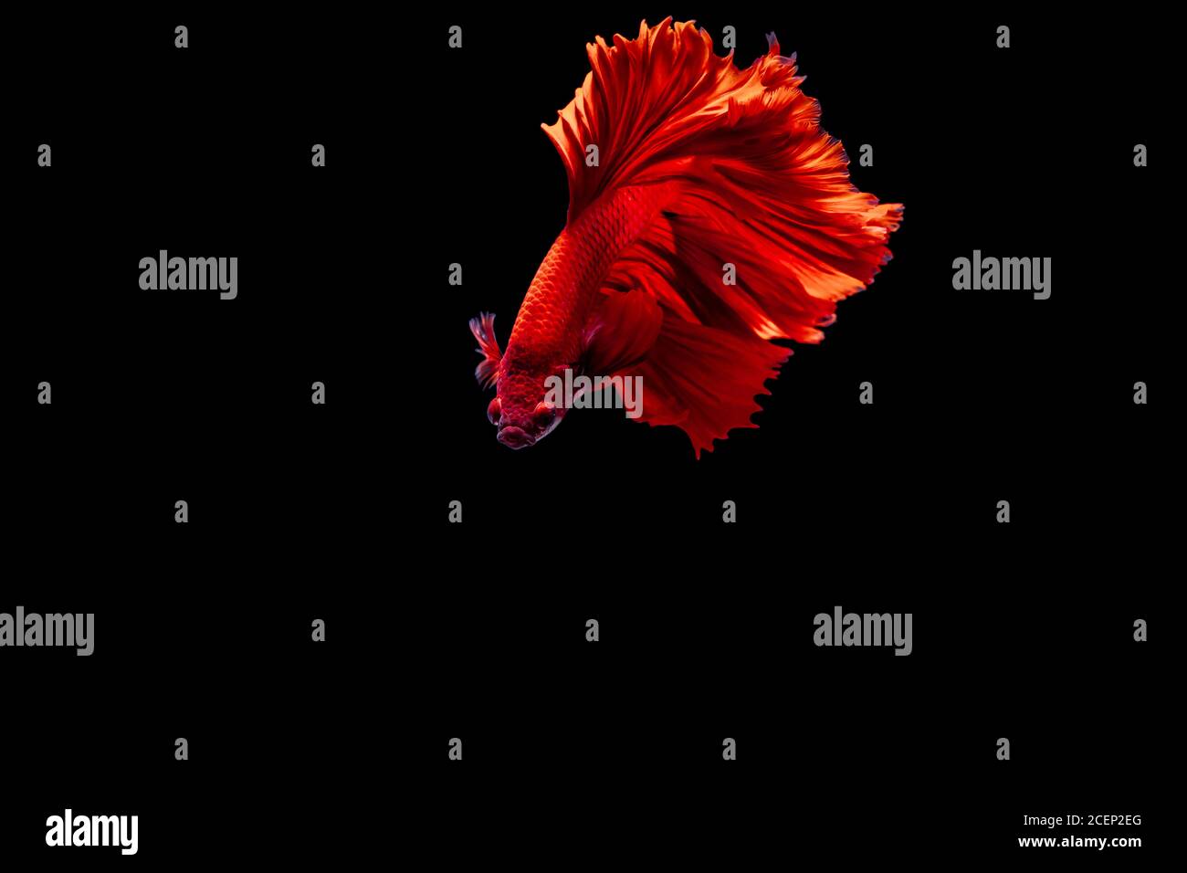 Red Siamese fighting fish Betta splendens,on black background ,Betta Fancy Koi Halfmoon Plakat Stock Photo