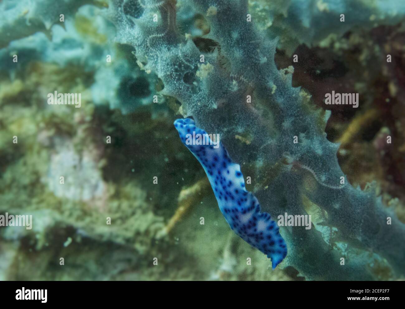 Polka Dot Macro Sea Slug / Nudi Branch Stock Photo