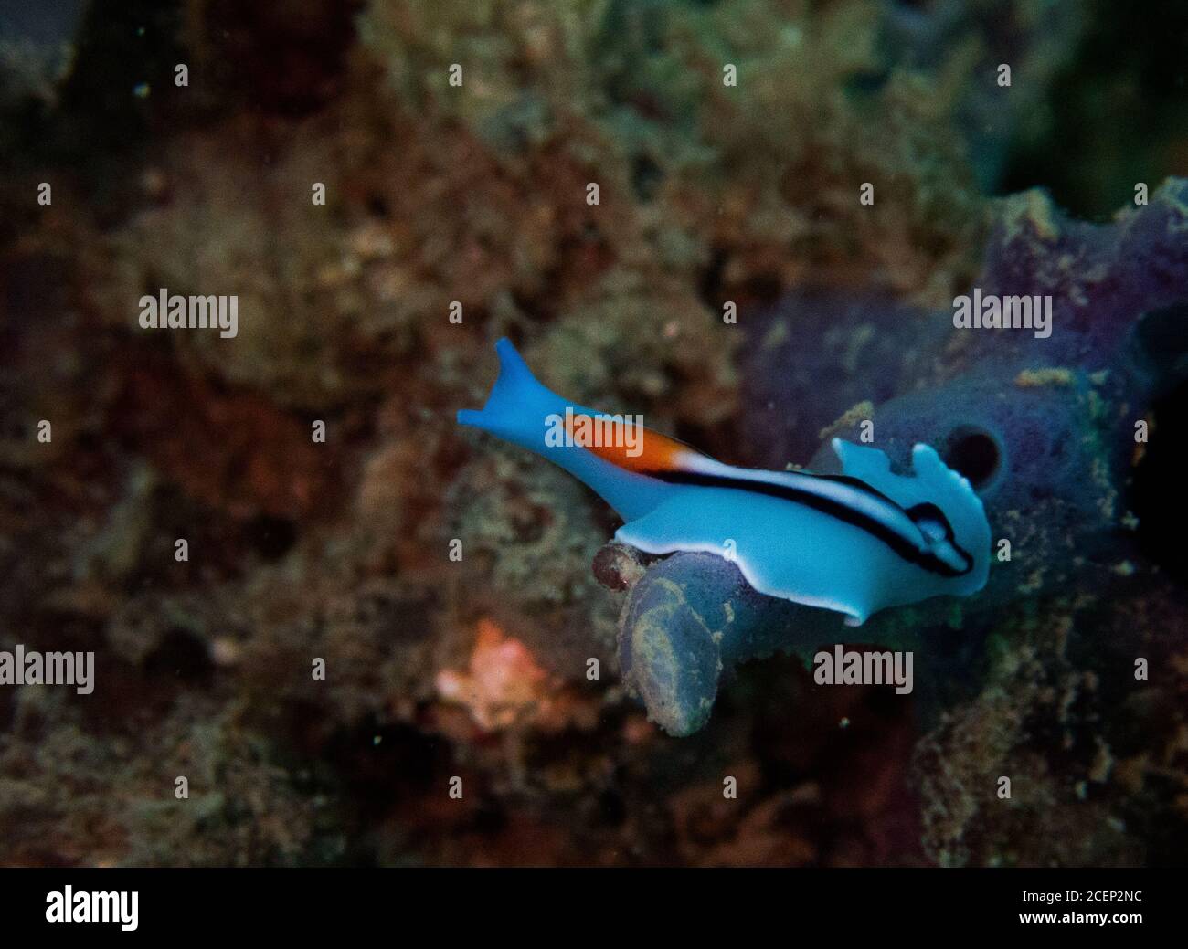 Blue Racing Stripe Flatworm Macro Image Sea Slug Stock Photo