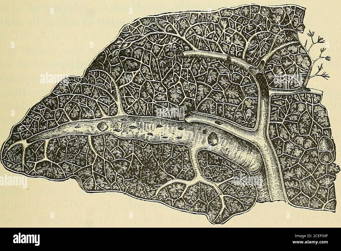 Areolae hires stock photography and images Alamy