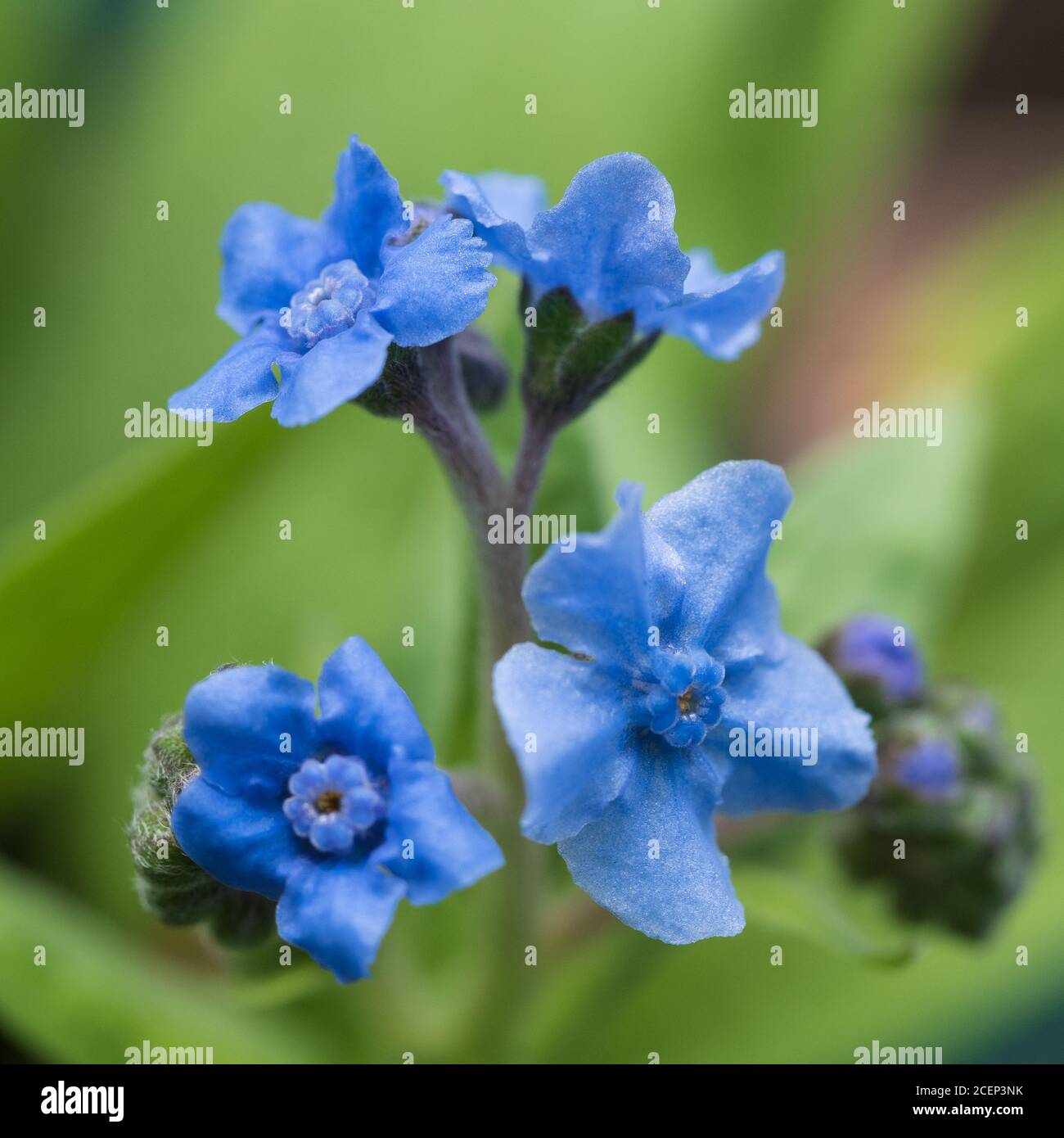 Chinese Forget-me-not, tiny  blue flowers, up close in an Australian coastal garden, blurred green background Stock Photo