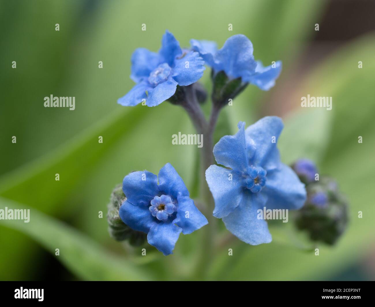 Chinese Forget-me-not, tiny  blue flowers, up close in an Australian coastal garden, blurred green background Stock Photo
