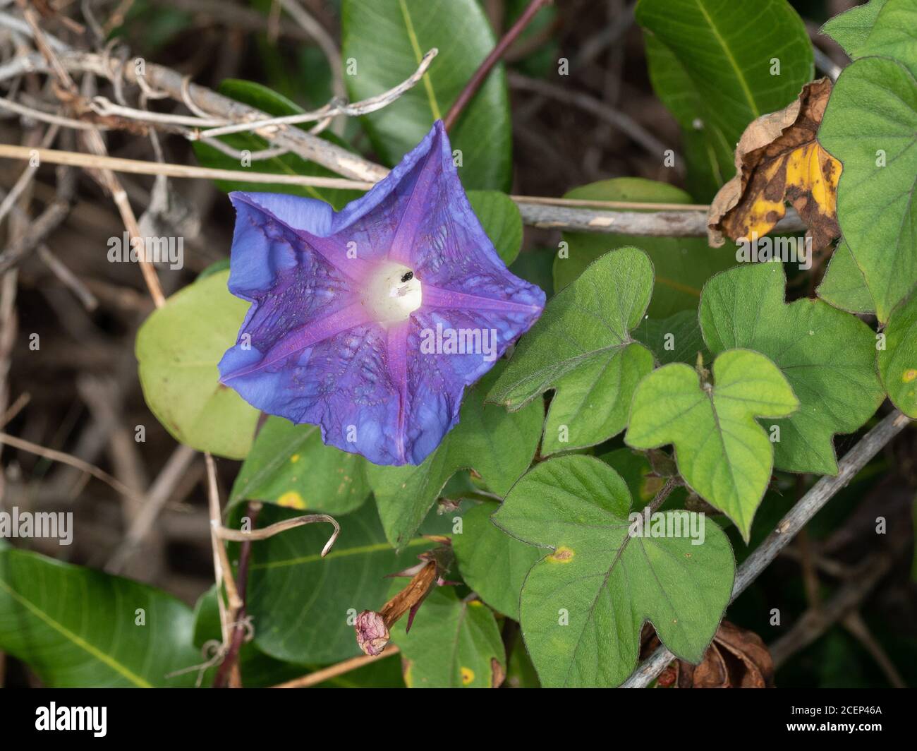 Blue Purple Morning glory flower , spent Stock Photo