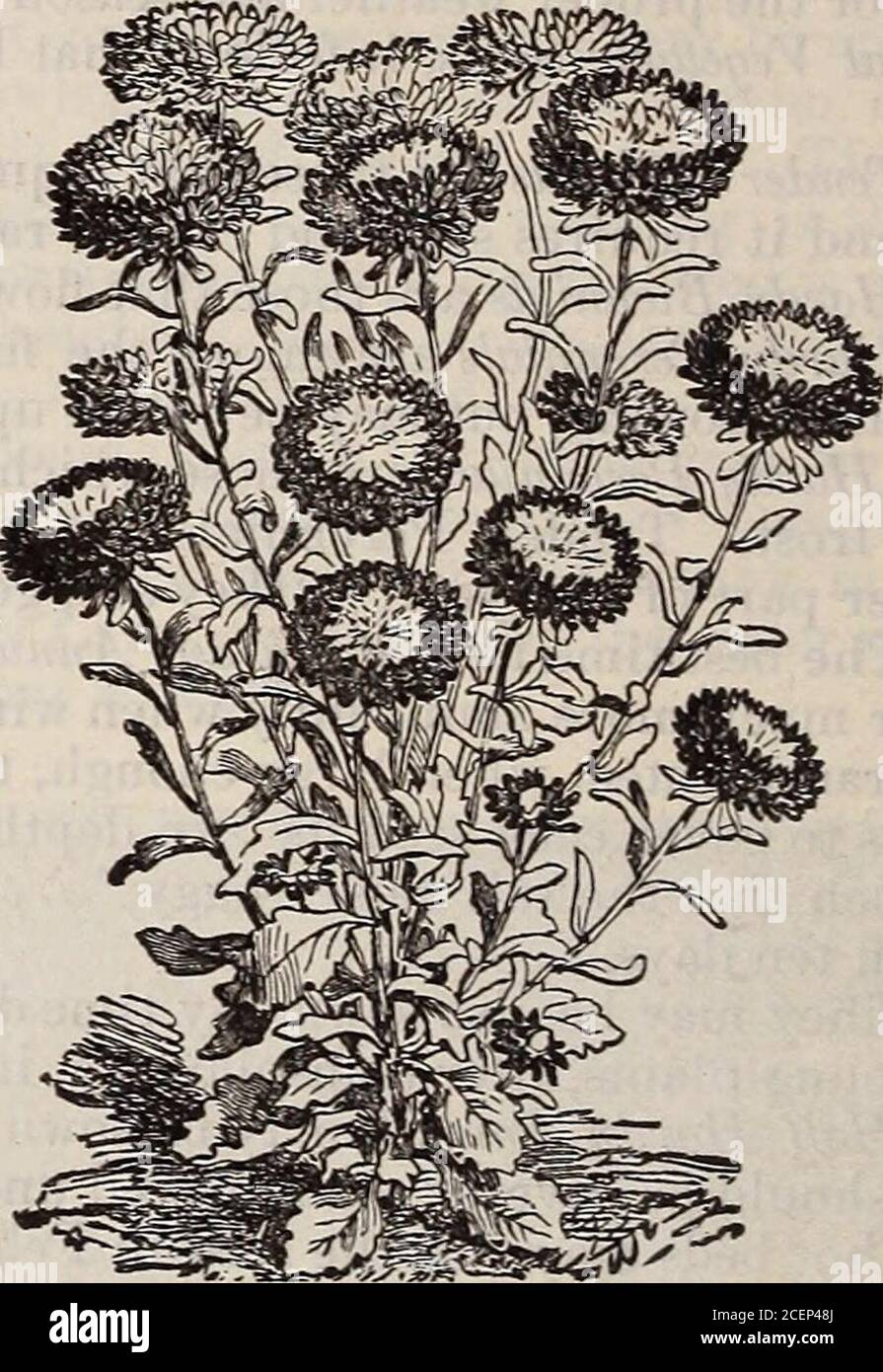. Catalogue of seeds, agricultural & horticultural supplies and guide for the garden, field & farm. Ageratum Mexicanum (Imperial Dwarf.) Cocardeau. Anagallis, mixed, various colors £ The Pimpernel; free blooming, attractive plants for borders. Arg*emone, mixed, white or yellow 2 The Mexican Poppy. Very showy. Aster. Dwarf Pyramidal Bouquet, mixed f Dwarf Chrysanthemum flowered, mixed , 1 Quilled German, mixed 1J Globe flowered, mixed l| Victoria, mixed l| ,: Truffauts Peony flowered perfection, mixed l| Cocardeau, or Crown, (see cut), with white centers, mixed H Giant Emperor. Flowers 3 inches Stock Photo