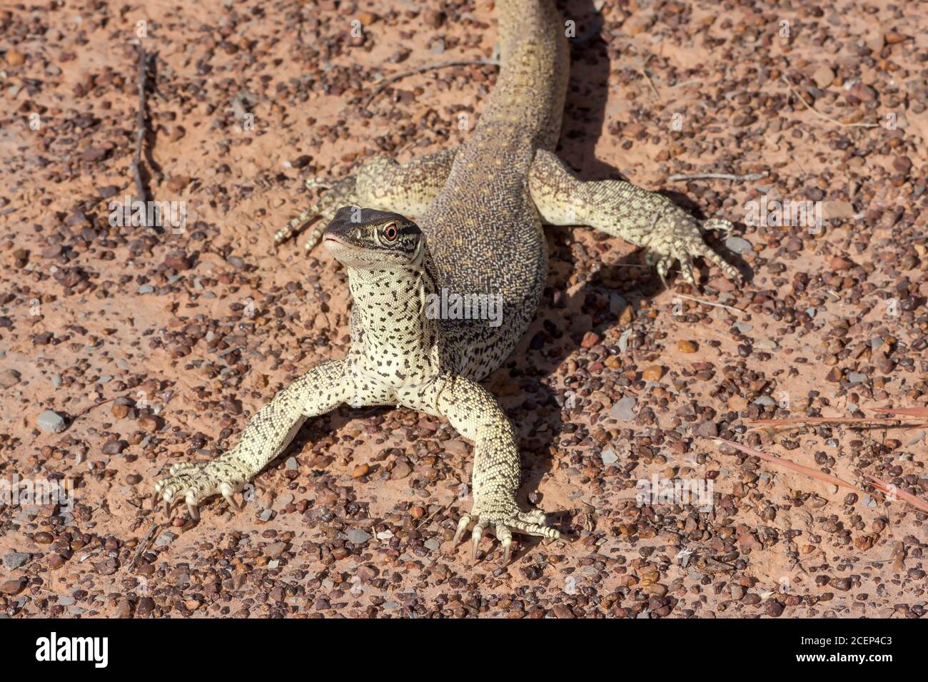 Held head hires stock photography and images Alamy