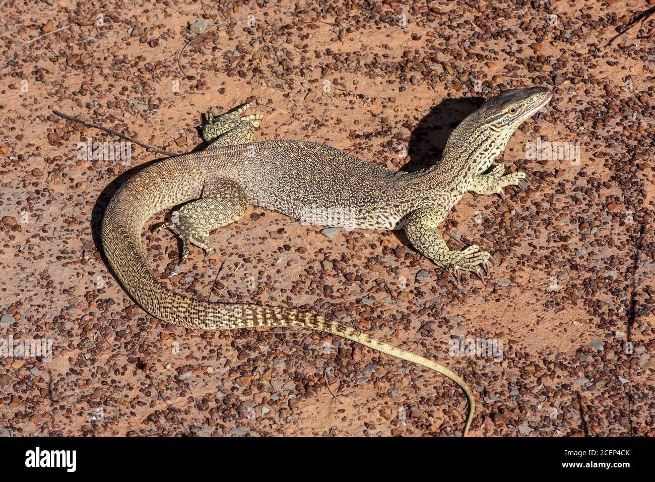 Gould's Monitor with held head high Stock Photo Alamy