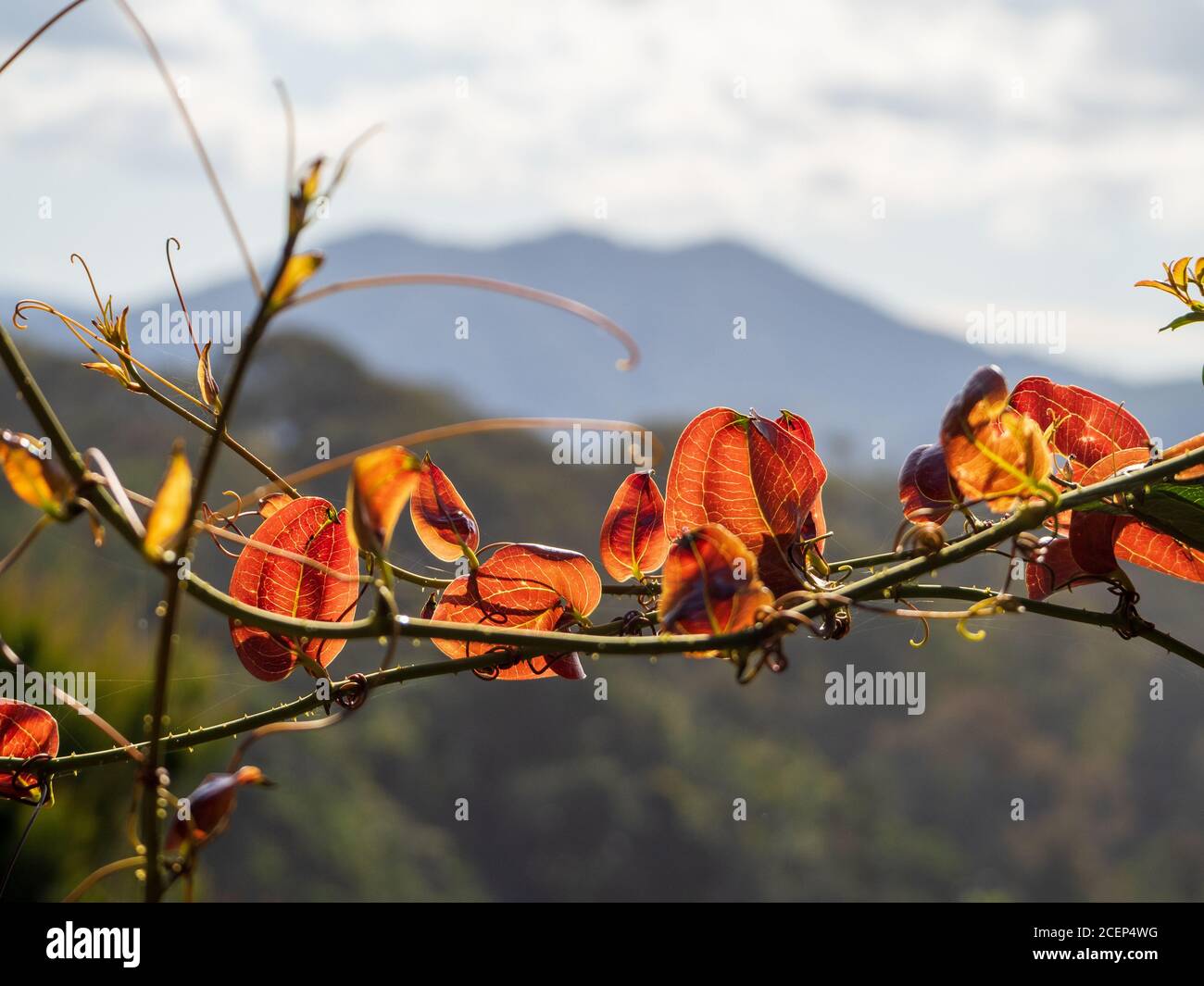 Backlit translucent red and yellow leaves on a winding twisted vine stand out against an Australian Bushland Stock Photo