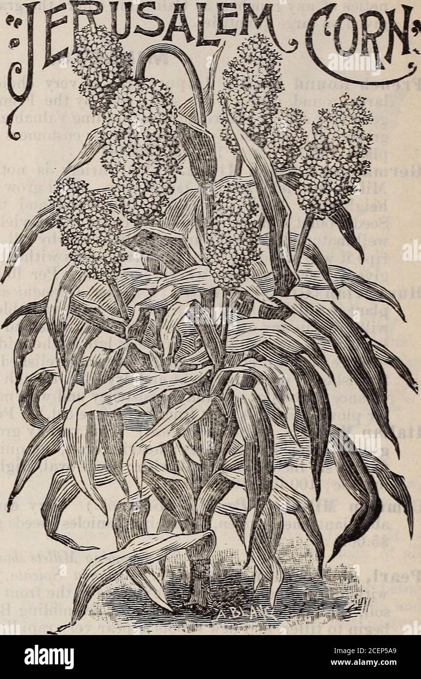 . Catalogue of seeds, agricultural & horticultural supplies and guide for the garden, field & farm. n usually as soon as formed, and when ripe it hangs on a short goose-neck stem. Onaccount of its branching habit, and tall, massive growth, this grain should be planted in four to five footrows, and two to three feet in the drill, according to the quality of the land, two plants in a hill. Thecultivation is like corn. Average yield fifty bushels of seeds. Per lb., 15c ; 100 lbs., $12.50. Sorghum, or Chinese Sngar Cane. (Sorghum Saccharatum.) Early Amber.—The earliest and mostproductive variety. Stock Photo