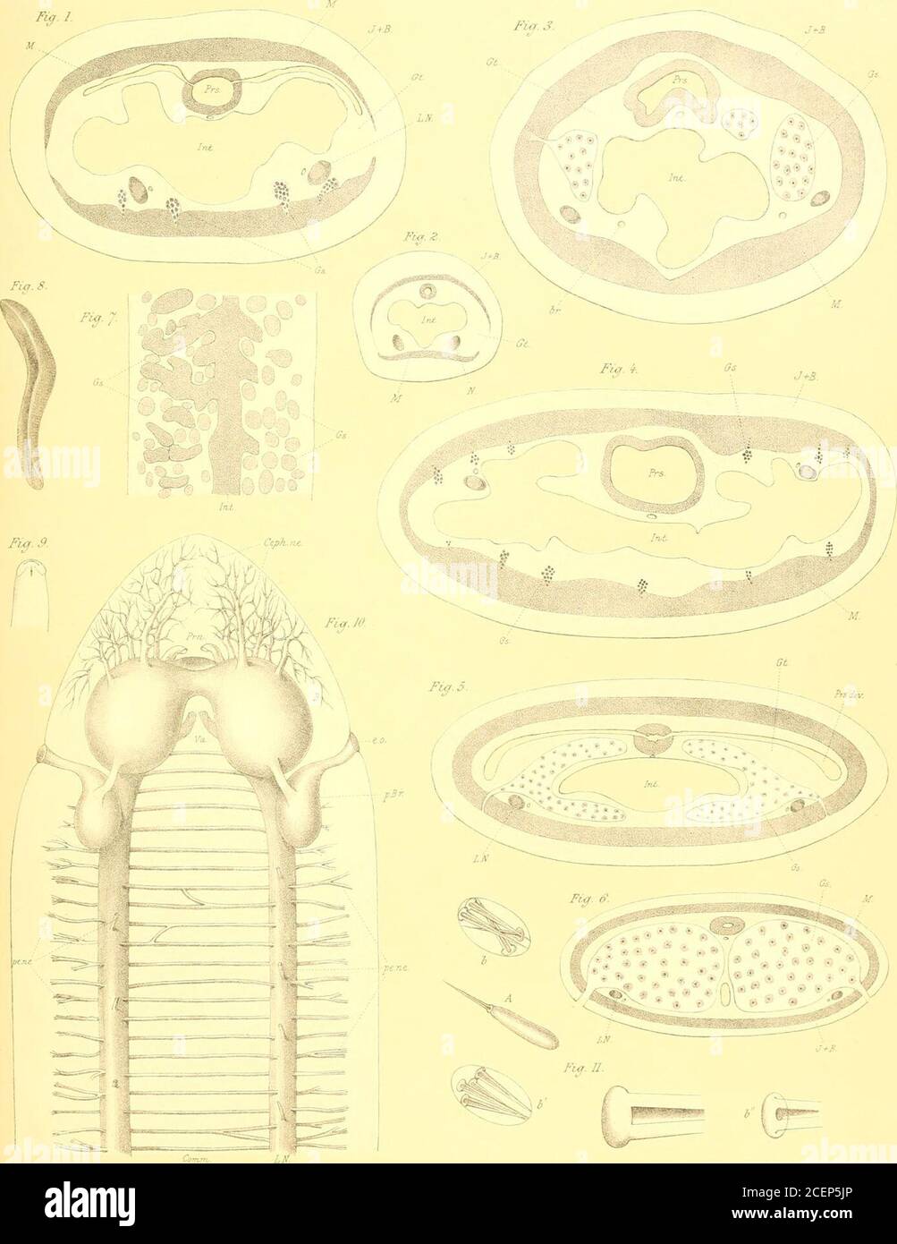 . Report on the scientific results of the voyage of H. M. S. Challenger during the years 1873-76 under the command of Captain George S. Nares... and the late Captain Frank Tourle Thomson, R. N. nervous system.B, brain-lobes; p.Br, posterior brain-lobes (side organs) with their cavity opening to theexterior at e.o; Ceph.ne, numerous cephalic nerves to the tip of the head, the eyes, &c.,only a few of them are here indicated in outline ; Prn, nerves for innervation of the pro-boscis (they are more numerous than is here indicated); Va, outline of vagus nerves]innging from the lower brain-lobes and Stock Photo