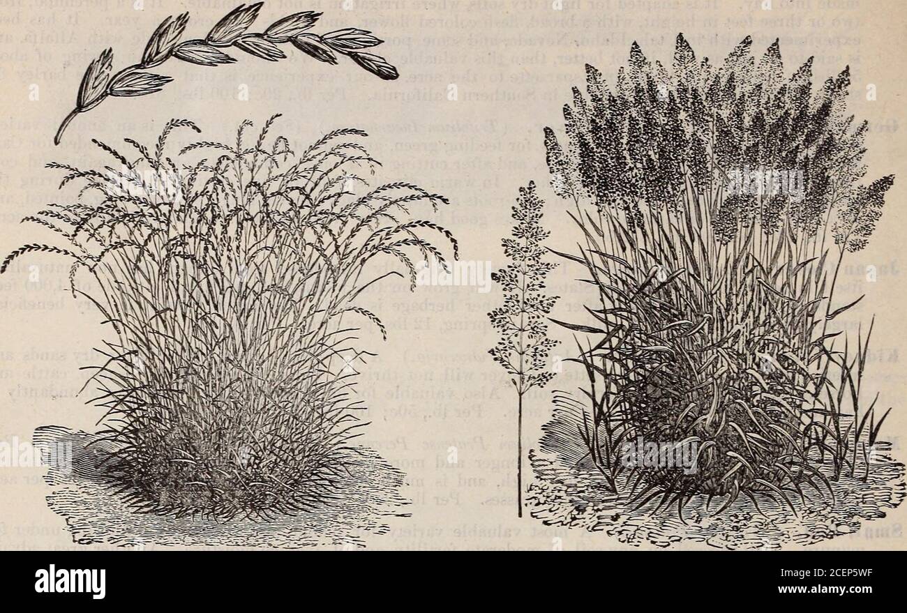 . Catalogue of seeds, agricultural & horticultural supplies and guide for the garden, field & farm. ily of Lawn Grasses. 25 lbs. to the acre. Per lb., 50c; 100 lbs., $40. Italian Rye Grass. (Lolium Italicum.) A valuable annual variety, thriving well in any soil, and yieldingearly and abundant crops. Sow 60 lbs. to the acre. Per lb., 15c; 100 lbs., §12.00. Kentucky Blue, or Smooth Meadow Grass. (Poa Pratensh.) Very valuable for California, as it thrivesin moderately dry soils and withstands the hot summers. Does not become thoroughly established till thethird year. Also a valuable lawn grass. F Stock Photo