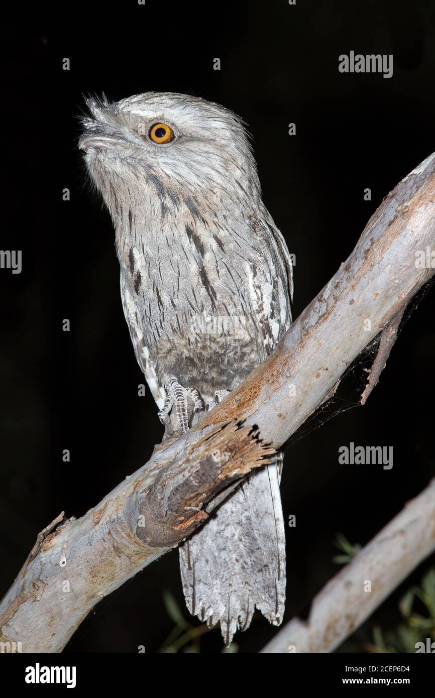 Tawny Frogmouth resting on tree branch Stock Photo