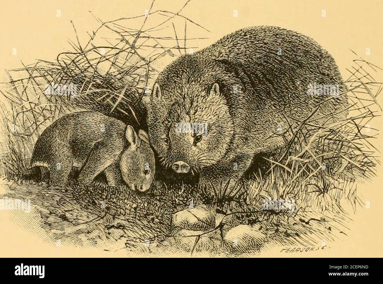 Common Wombats High Resolution Stock Photography And Images Alamy