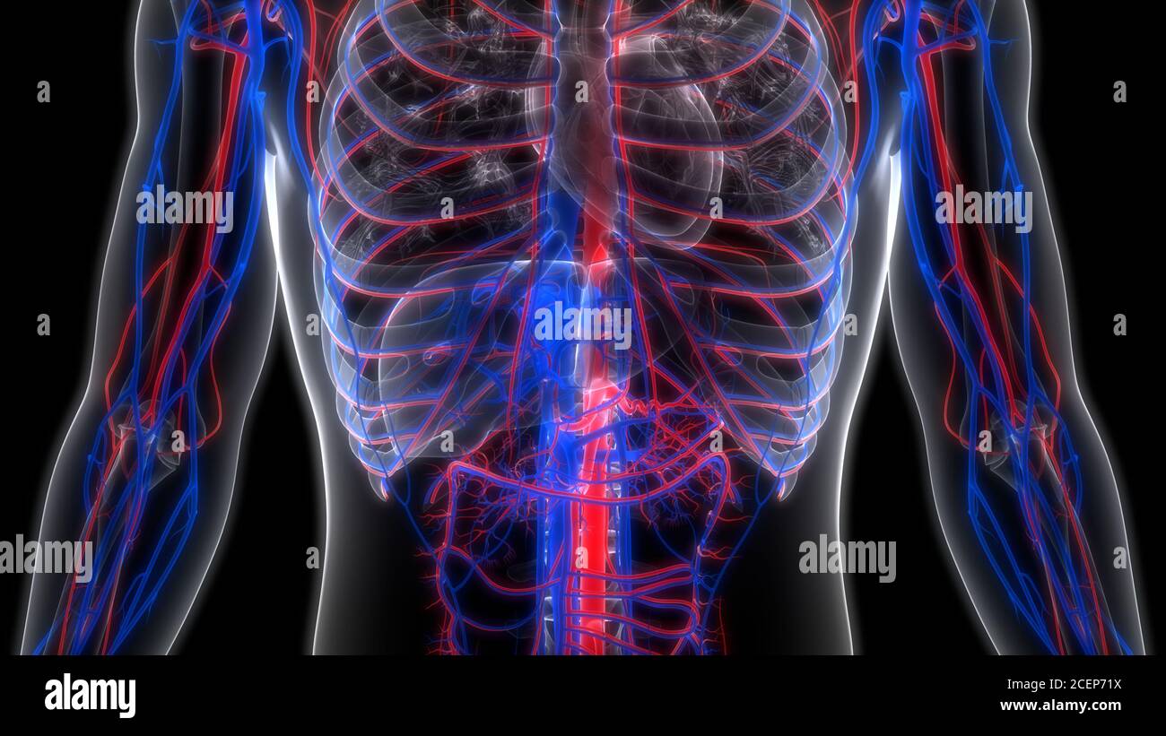 Human Circulatory System Heart Anatomy Stock Photo - Alamy