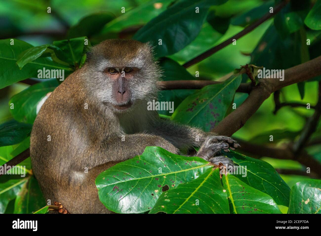 A single long-tailed macaque monkey in Bukit Timah nature reserve,  Singapore Stock Photo - Alamy