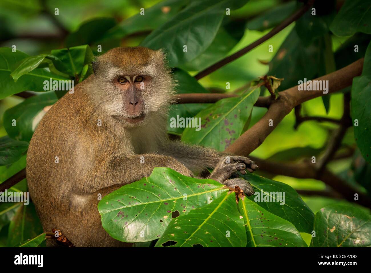 A single long-tailed macaque monkey in Bukit Timah nature reserve, Singapore Stock Photo - Alamy A single long-tailed macaque monkey in Bukit Timah nature reserve, Singapore Stock Photo - Alamy