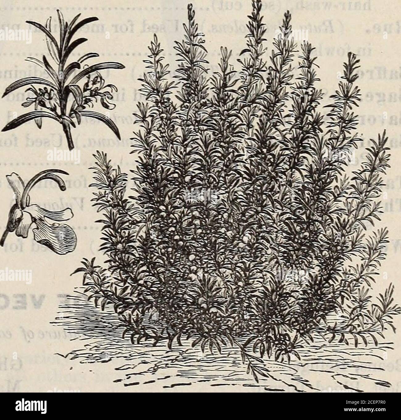 . Catalogue of seeds, agricultural & horticultural supplies and guide for the garden, field & farm. Lavender. Angelica, Garden. (Archangelica Officinalis.) Useful on account of its medicinalqualities Anise, (Pimpinella Anisum.) Seeds and leaves are both aromatic and carminative. Of-ficinal and medicinal Balm. (Melissa Officinalis.) For making Balm Tea ; valuable in cases of fever Basil, Sweet. (Ocymum Basilicum.) Culinary herb; used for flavoring soups, etc Bene. (Sesamum Orientale.) The leaves are used for dysentery and diarrhoea Borage. (Borago Officinalis.) Used for salads; excellent for be Stock Photo