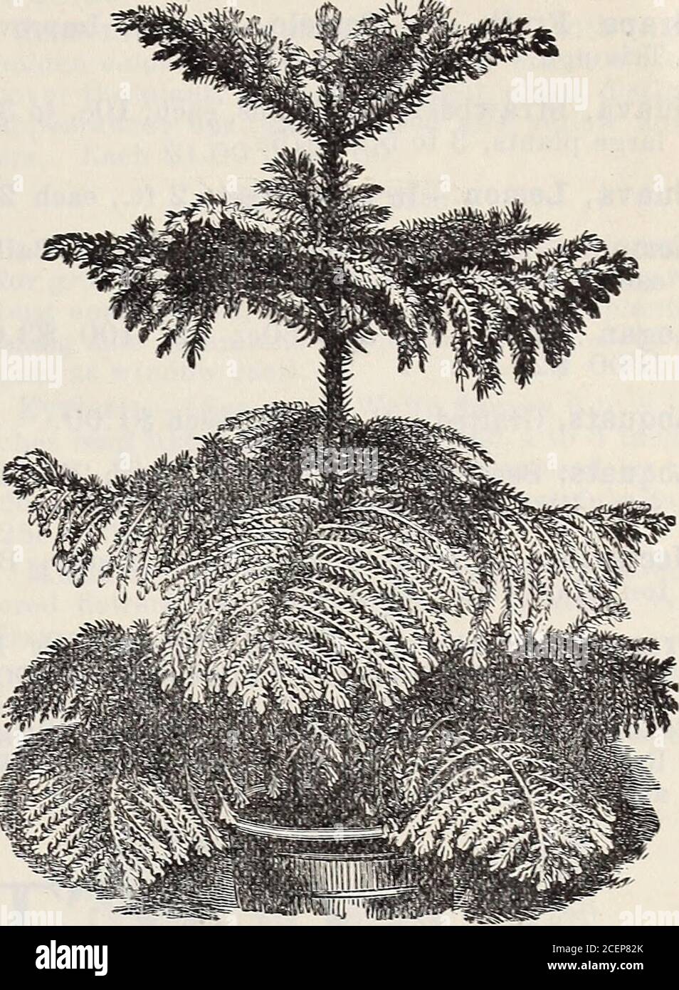 . 18th annual catalogue of the Germain Seed and Plant Co. t spire-like stem, forms a tree of rare grace and beauty. It is extensively used as a decorative pot plant. In pots ft=, each $1.50: 2 ft. $2.00; 3 ft. $3.50.Cedrus deodara.— Himalavan Cedar. In pots, 1 to 2 ft., each 50c: 3 to 4 ft. $1.50 to $2.00.C. libani.—Cedar of Lebanon. In pots Ih, ft., each $1.50; 2 to 3 ft. $2.50.Cryptomeria elegans.—Fine-leaved Japan Ce-dar. Each 35c to $1.00. C. japonica.— Japan Cedar. Each 50c to 75c. Cupressus guadalupensis.— Blue Cypress. Each25c to 75c. C. Lawsoniana.—Lawsons Cypress. Each 75c to $1.50; l Stock Photo