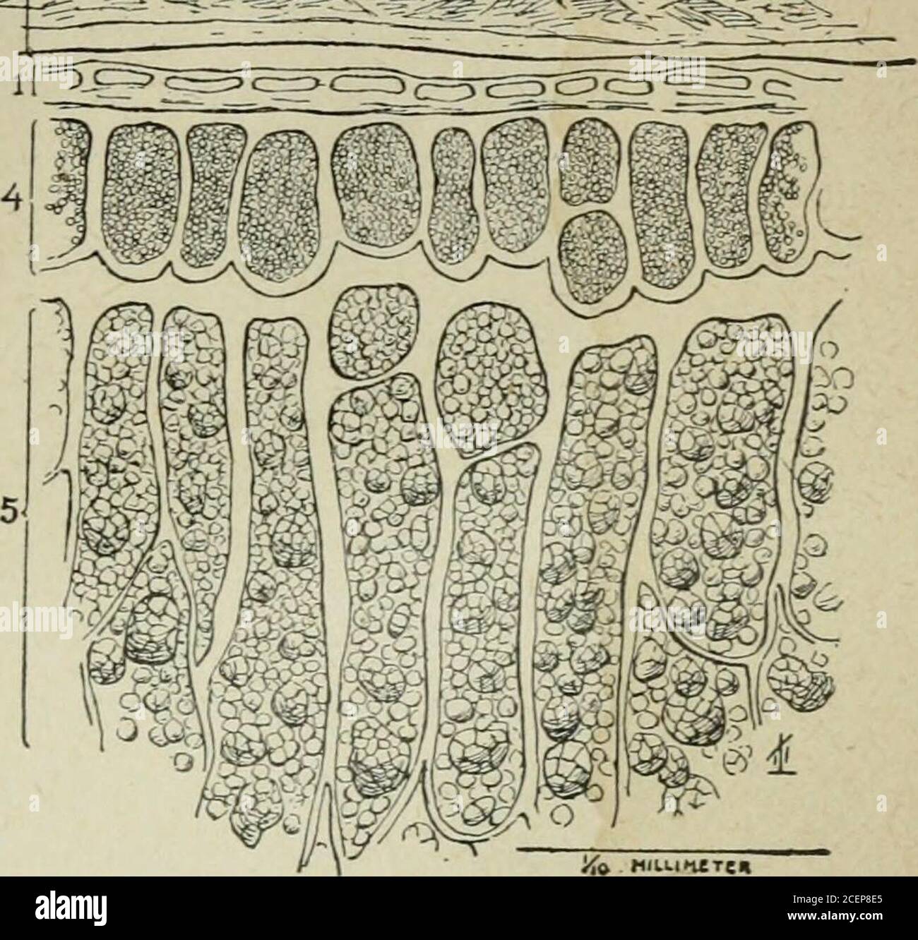 . The feeding of animals. e that the oat grain consists of a hull and
