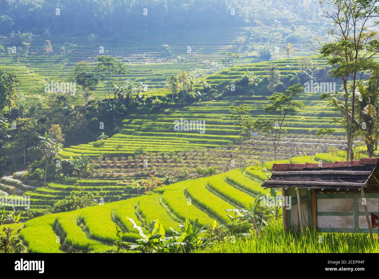Java island agriculture hi-res stock photography and images - Alamy