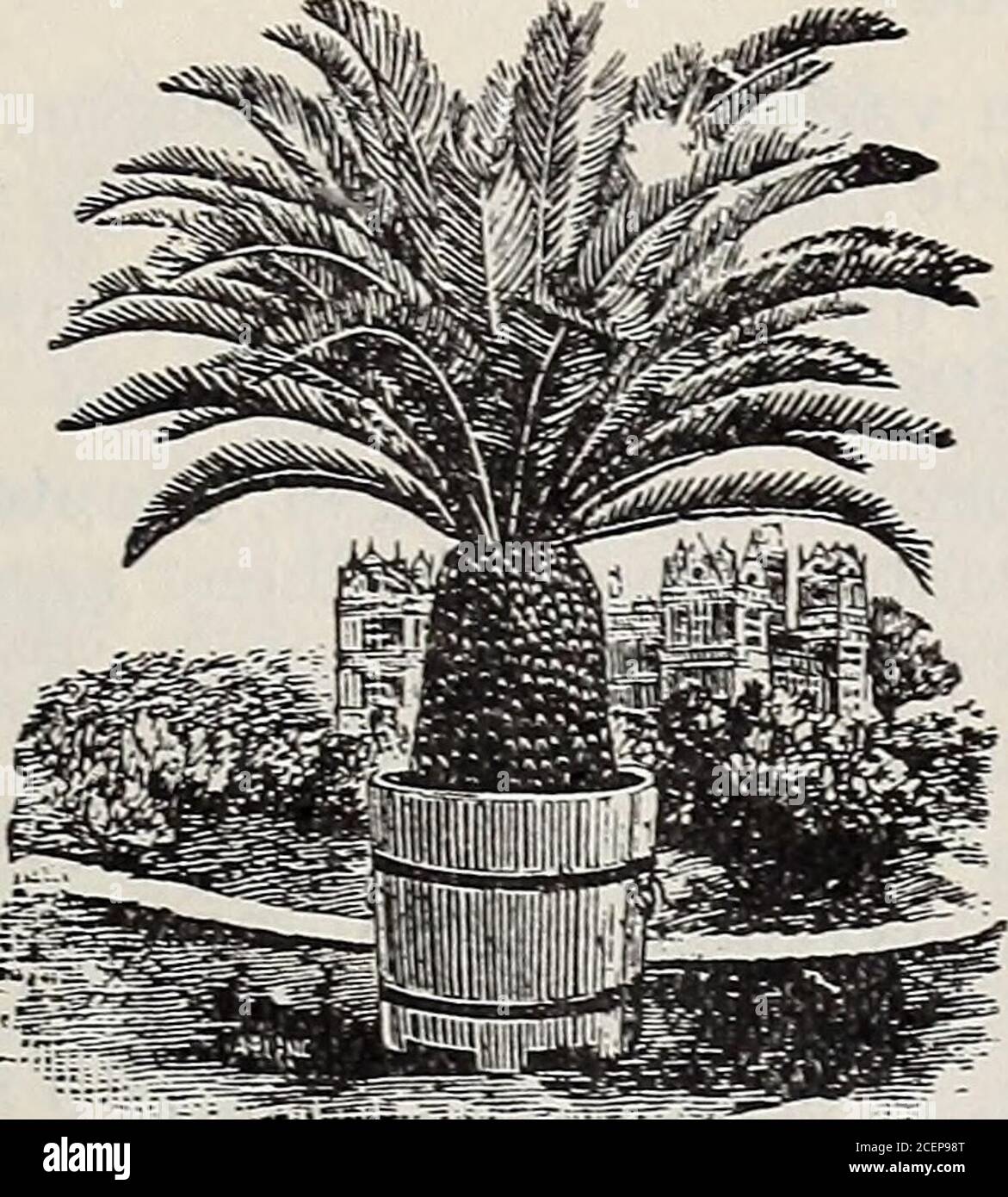 . 18th annual catalogue of the Germain Seed and Plant Co. = v:,-jV -.&gt;j£*. •&gt;-.•:„-; ■ Boston Fern. Japanese Fern Ball. NOS. 326-330 S. MAIN ST., LOS ANGELES. 87 PALMS. This family are fitly called Princes of the Vegetable Kingdom. Their beautiful characteristics, grand-eur and graceful beauty places them at the head of decorative plants. For description of those varie-ties listed but not described here, see Palm seed list, pages 82-83. Chamaerops excelsa.—Hardy Fan Palm. In5-in. pots 50c; larger plants, according to size,up to $5.00. COCOS australis.— Brazilian Palm. In 6-in.pote, each Stock Photo