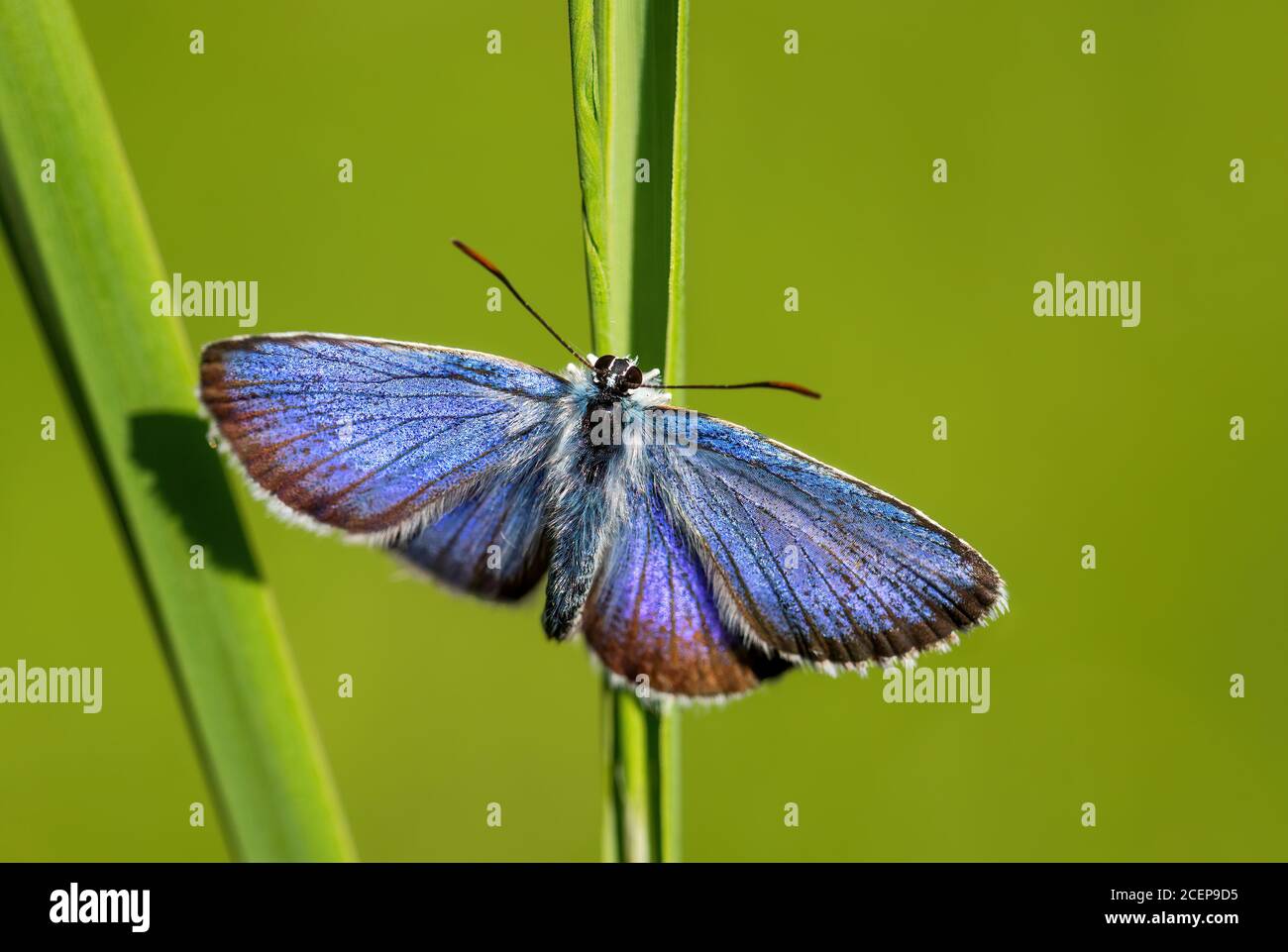 Reverdin's Blue butterfly - Plebejus argyrognomon, beautiful small blue butterfly from European meadows and grasslands, Zlin, Czech Republic. Stock Photo