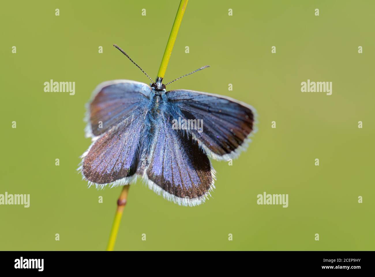 Reverdin's Blue butterfly - Plebejus argyrognomon, beautiful small blue butterfly from European meadows and grasslands, Zlin, Czech Republic. Stock Photo