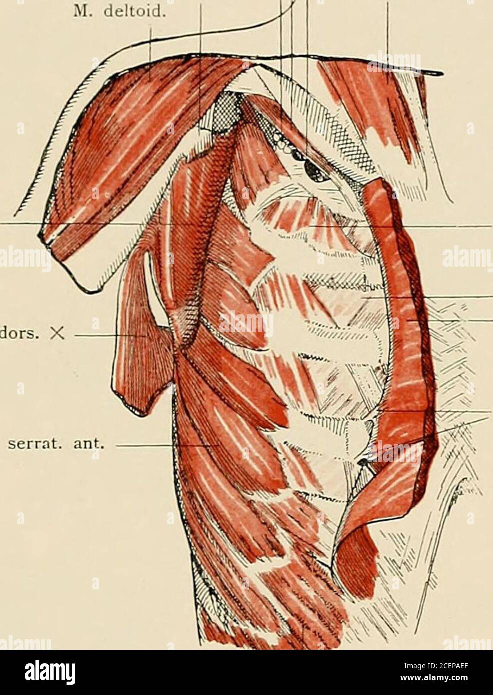 . Die Anatomie des Menschen : Mit Hinweisen auf die ärztliche Praxis : Abt. 1-6. Text und Atlas. Vasa axill. M. cora- cobr. et biceps M. latiss.dors. M. serrat. ant. Brustmuskeln. Rechts eiste Schichte, Hnks zweite Schichte. Musculi thoracis. 20 - 26 26. M. subcl.Plex. 1 Vasa subcl. X M. pect. min. X brach. X[ i M. sternocleidomast. M. siibscap. M. iatiss. dors.. M. serrat M. intercost. ext. M. intercost. int.M. pect. maj. zurück-geschlagen Costalursprünge desM. pect. maj. M. obliq. abd. ext.Brustmuskeln, tiefste Schichte. Musculi thoracis. — 21 — Proc. corac.Clavicula 27 M. omohyoid. X M trap Stock Photo
