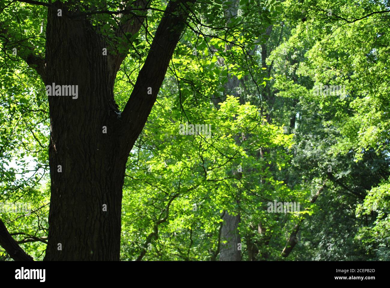 Beautiful shot big trees hi-res stock photography and images - Alamy
