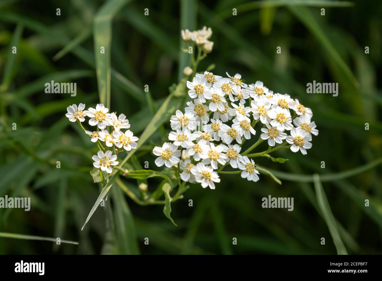 Achillea cartilaginea flower Stock Photo