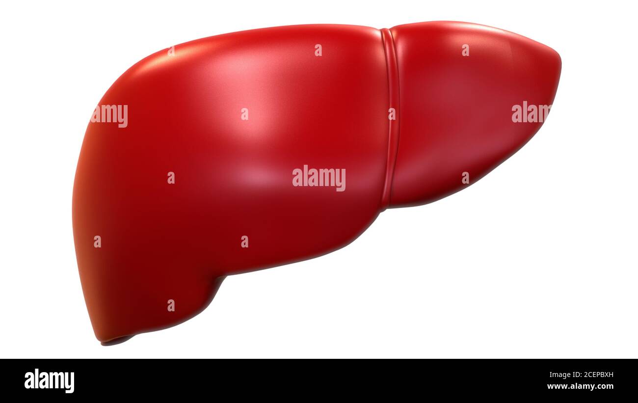 Human Internal Digestive Organ Liver Anatomy Stock Photo - Alamy