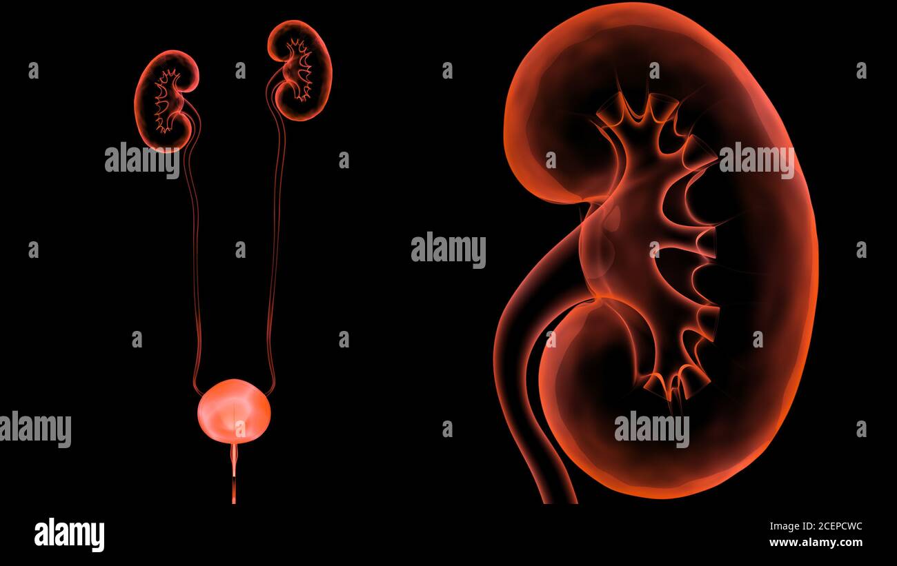 Human Urinary System Kidneys with Bladder Anatomy Stock Photo - Alamy