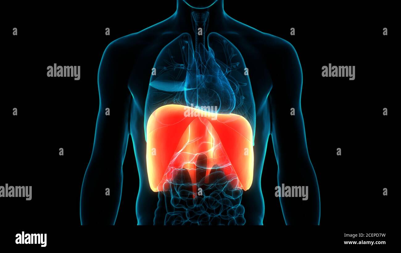 Human Respiratory System Diaphragm Anatomy Stock Photo - Alamy