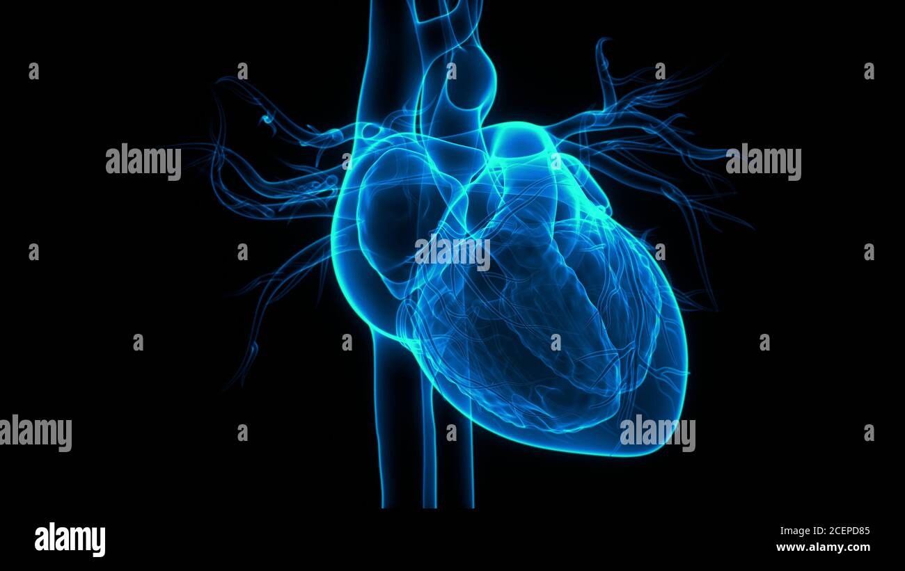 Human Circulatory System Heart Anatomy Stock Photo - Alamy