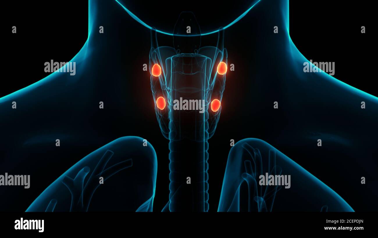 Human Body Glands Parathyroid Glands Anatomy Stock Photo