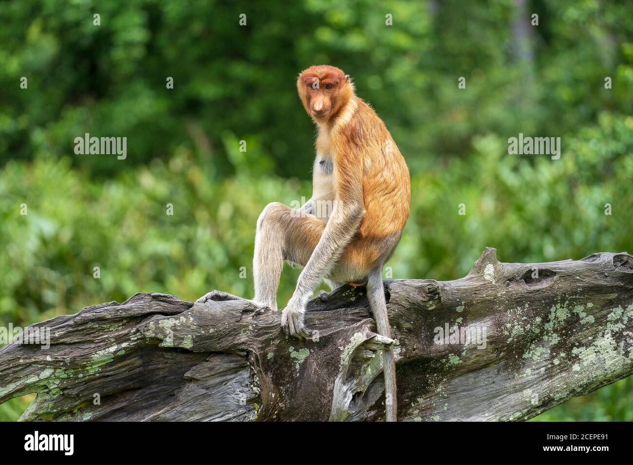 Portrait of a wild Proboscis monkey or Nasalis larvatus, in the ...