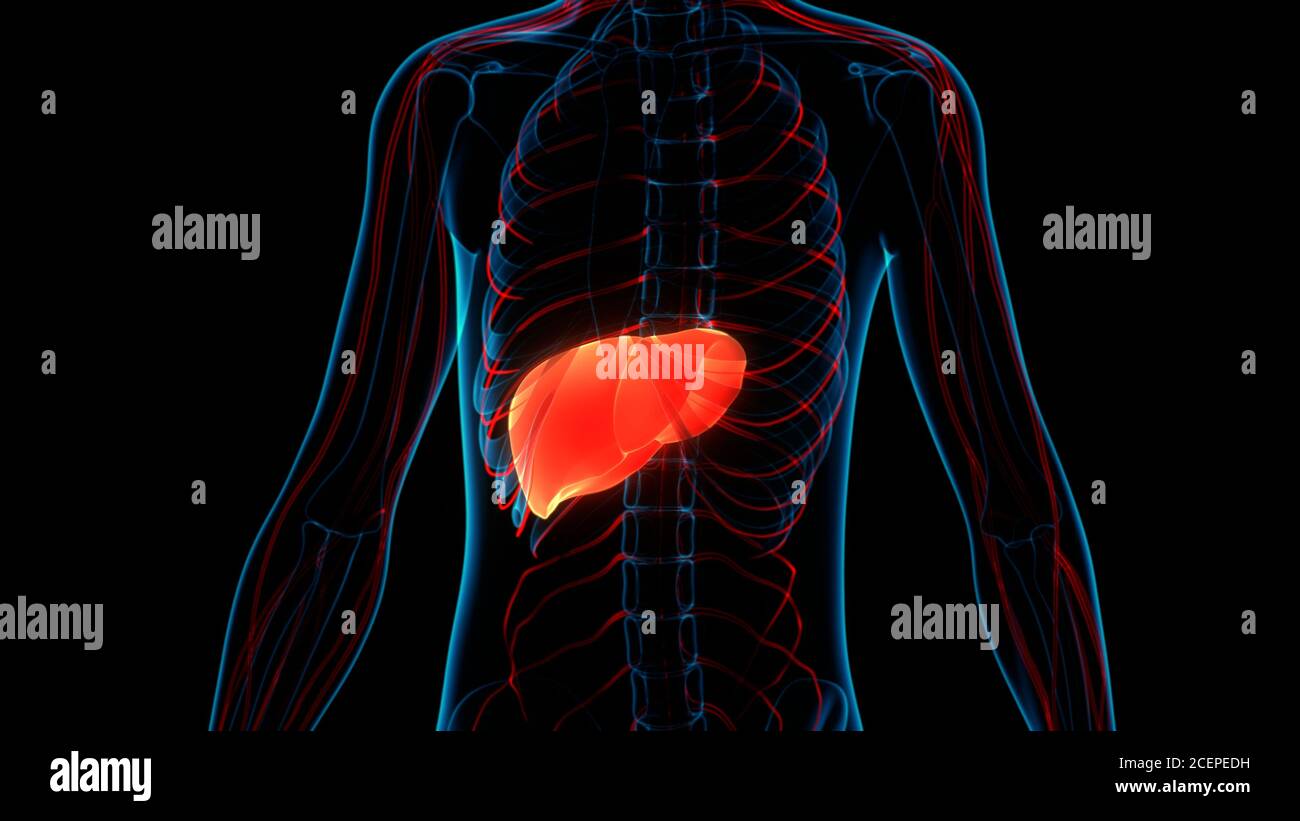Human Internal Digestive Organ Liver Anatomy Stock Photo - Alamy