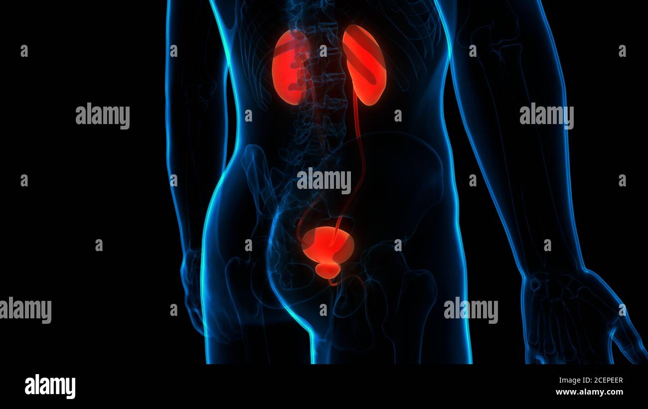 Ureter High Resolution Stock Photography and Images - Alamy