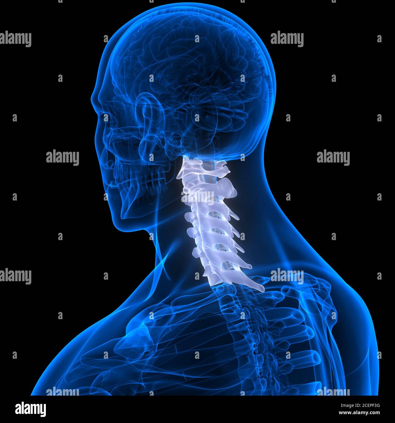 Spinal Cord Vertebral Column of Human Skeleton System Anatomy Stock ...