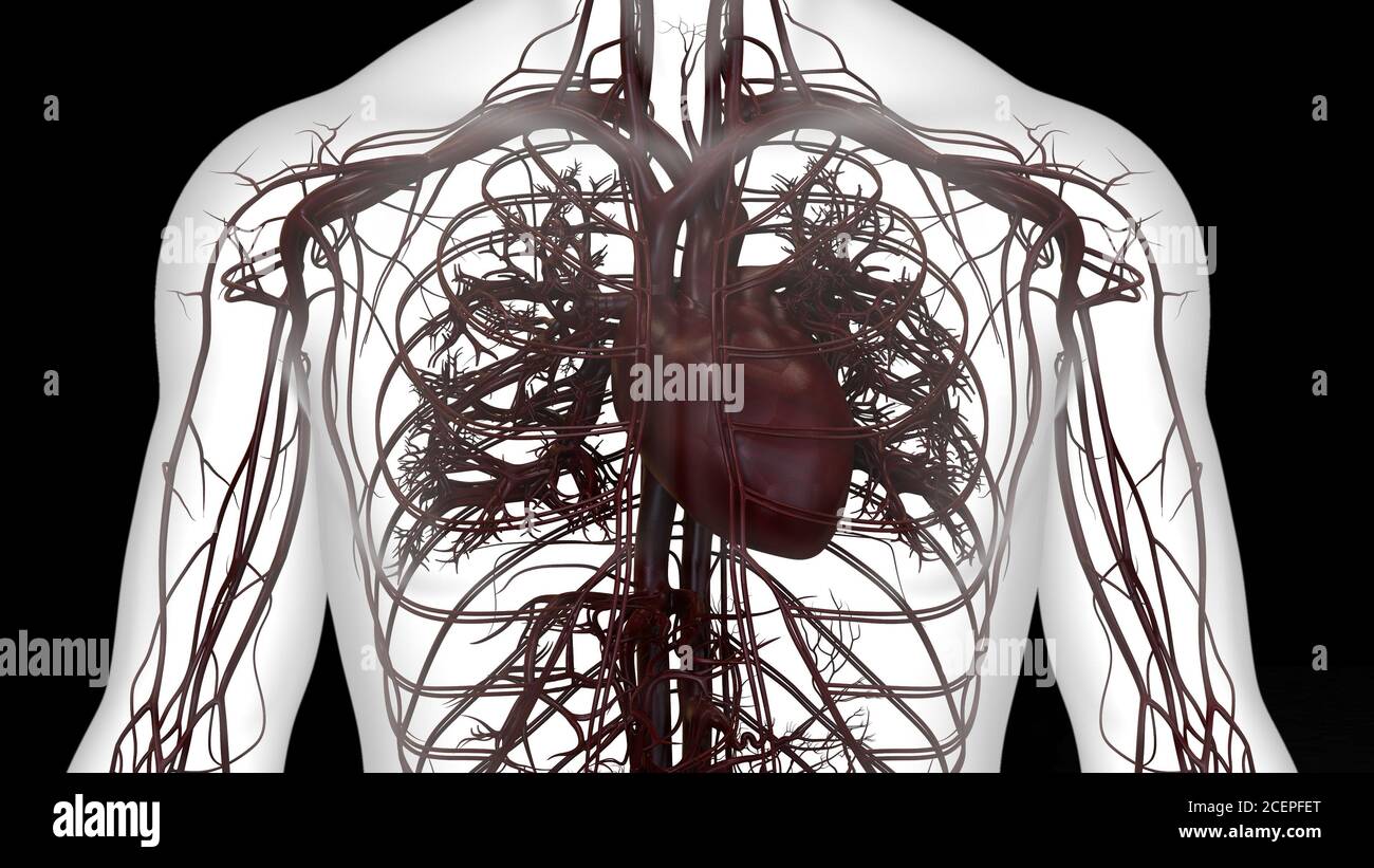 Human Circulatory System Heart Anatomy Stock Photo - Alamy