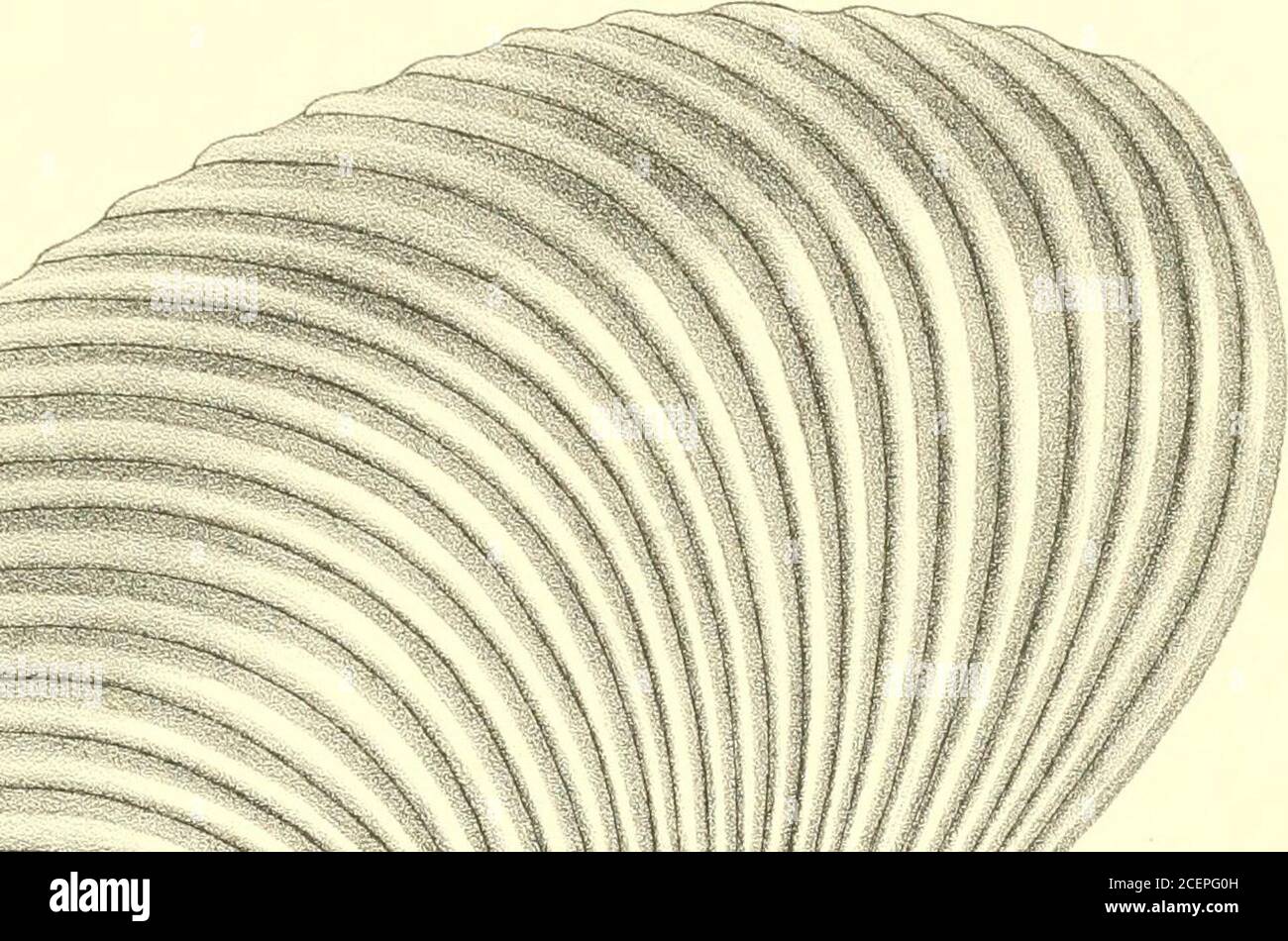 . Mesozoic fossils. found in the Lower Shales. ADDENDUM. Trigonia intermedia, Fahrenkohl. Lyrindon intrrmedium, FahYenkoU. —1841. Ub. einige Fossilien der mos- kausch u. kalug. Gouv. voy.,Bull de Mosc. Vol. iv. p. 796,pi. 19, fig. 2.—1853. Bull de Mosc, Vol. 1, p. 127. (En partie). PaMont. de Russia, &c., p.460. —18G7. Lethaea Rossica, Vol- 2. Sect. 1, p. 601, pi. 24, figs. 13 a and h. —1878. Geol. Surv. Can., Rep. Progr. 187(i-77, pp. 154 and 155.—1884. This Volume, p. 231, pi. 31, figs.1 and la. Lyrodon clavellalua, G. de Fischer.Trigonia clavellata, dOrbigny. Trigonia intermedia, Eichwald. Stock Photo