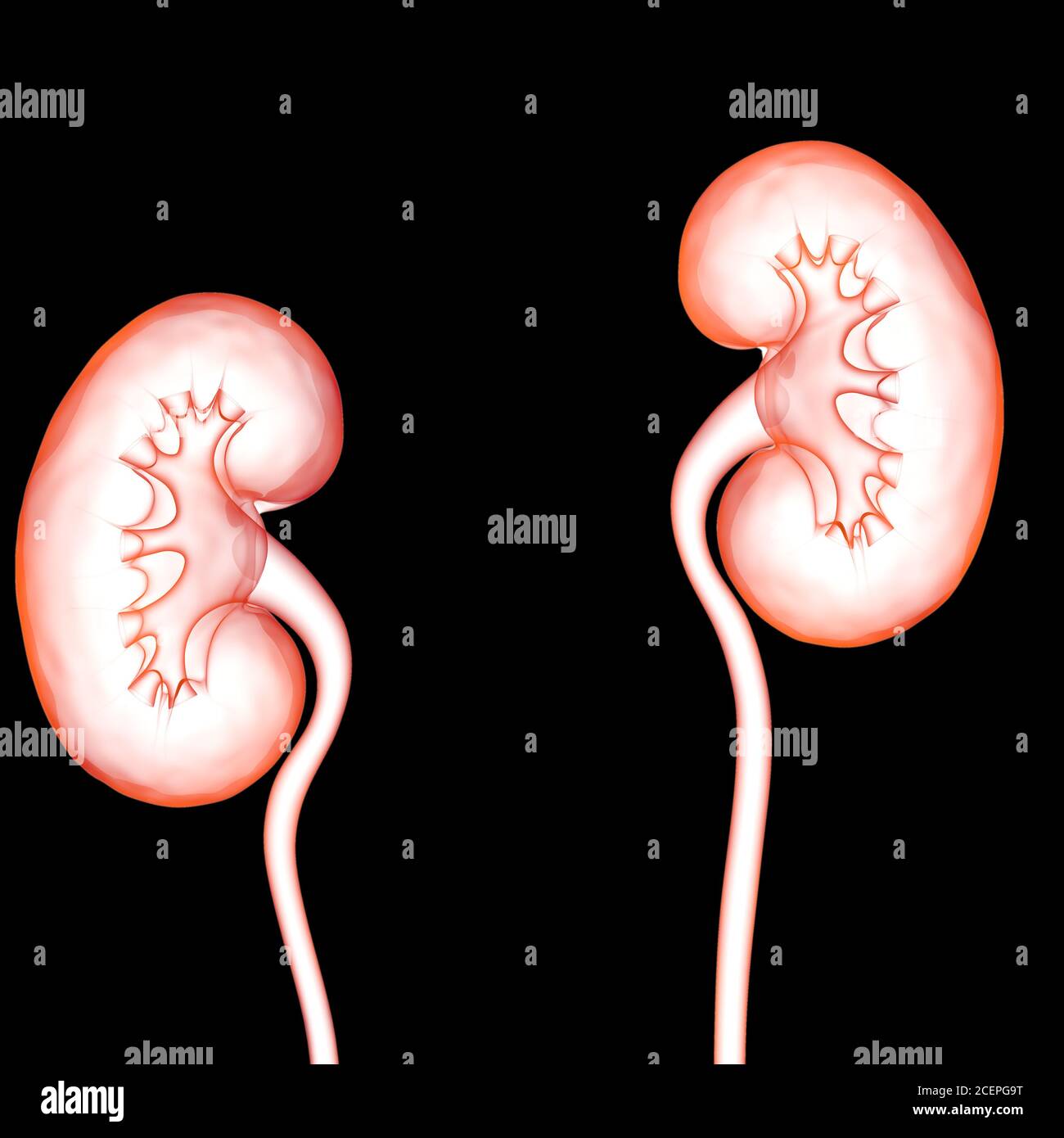Human Urinary System Kidneys with Bladder Anatomy Stock Photo - Alamy